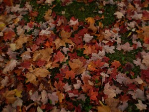 fallen maple leaves