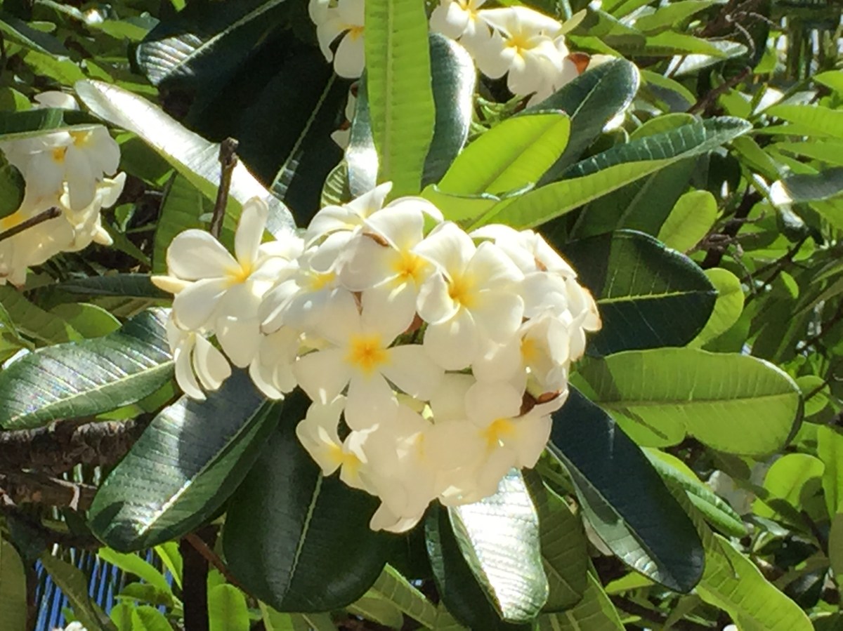 Flowering trees near&nbsp;Waikiki