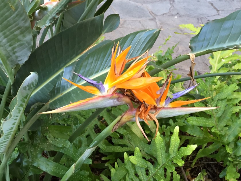 bird of paradise