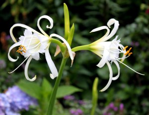 White Peruvian Daffodil in bloom! (Hymencallis caribaea) 白色的蜘蛛百合也開了.