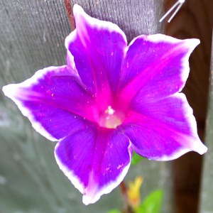 Japanese morning glory (Ipomoea nil 'Kikyo Snowflakes') 日本朝顏'桔梗雪花'