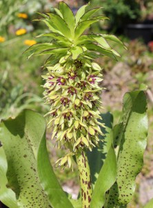 Pineapple Lily (Eucomis bicolor) 鳳梨百合/彩鳳蘭