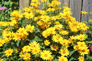 False Sunflower (Heliopsis helianthoides)姬向日葵
