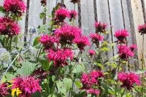 Bee Balm Beebalm (Monarda) 美國薄荷