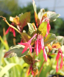 Honeysuckle Fuchsia (Fuchsia 'Koralle') 鞭炮吊鐘花