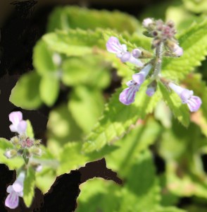 Chinese Artichoke/Artichoke Betony flowers. (Stachys affinis) 甘露子/草石蠶開的花