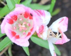 Godetia Azalea Flowered Mixed (Clarkia amoena) 古代稀