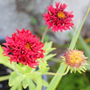 Red Double Blanket Flower (Gaillardia 'Red Plume') 大紅重瓣球型天人菊