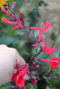 Cardinal Flower (Lobelia fulgens 'Elmfeuer') 紅花山梗菜