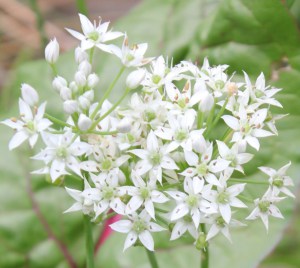 Garlic Chives (Allium tuberosum) 韭菜