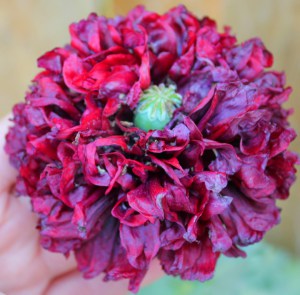 Double Annual Poppy (Papaver somniferum 'Black Beauty') 黑美人重瓣虞美人