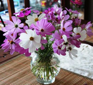 Cosmos (Cosmos bipinnatus) 大波斯菊