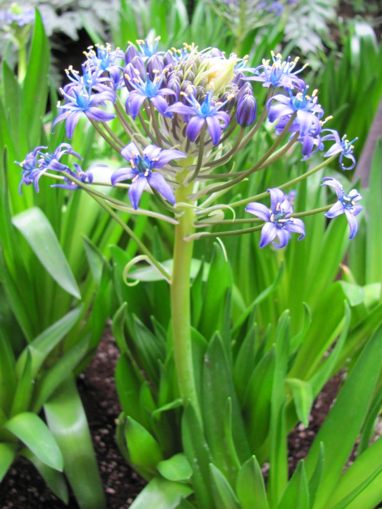 2016-01-31 135 (Medium)