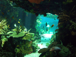 Underwater cave in a tropical coral reef (Photo from 4freephotos)
