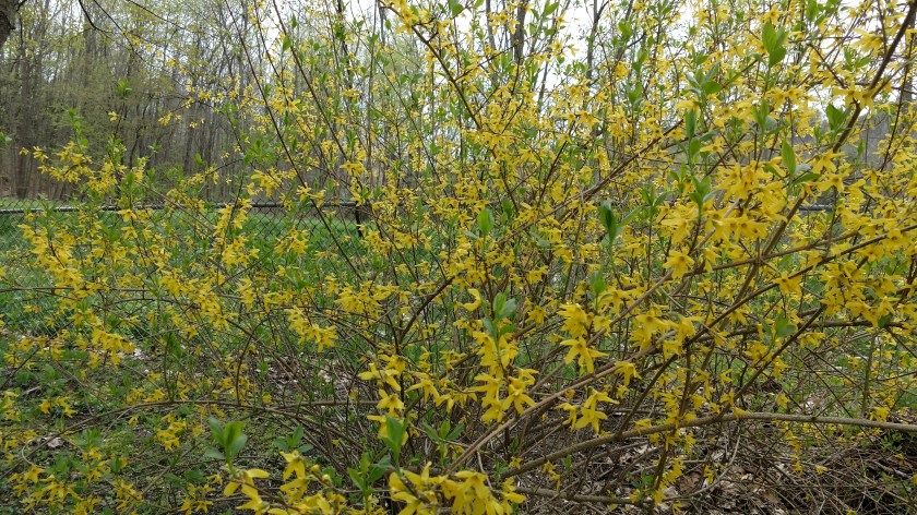 IMG_20170429_093816815