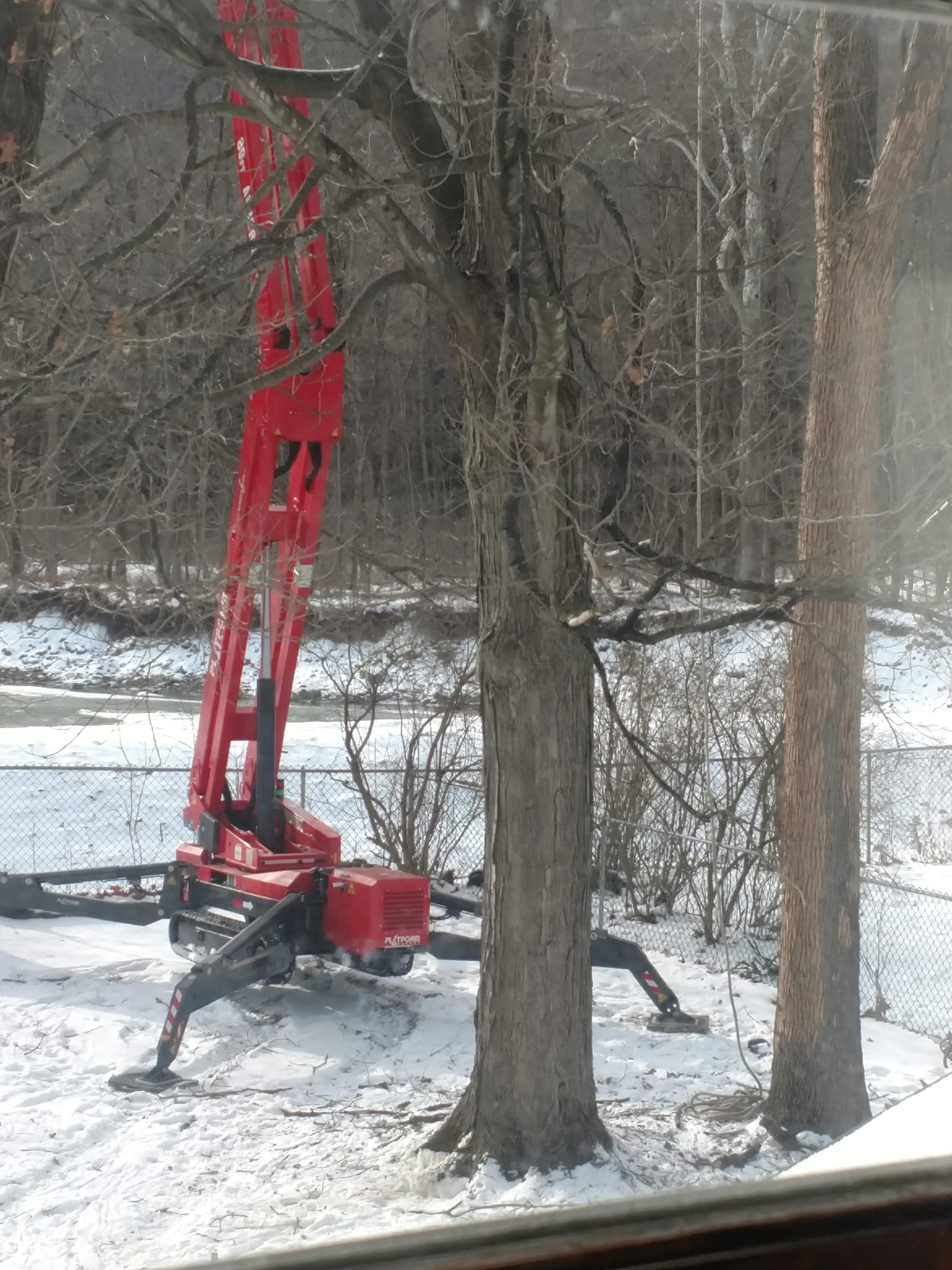 tree platform in the backyard