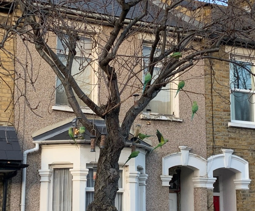 parakeets in London!