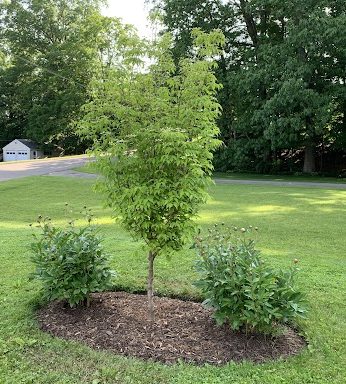 One-Liner Wednesday: dogwood